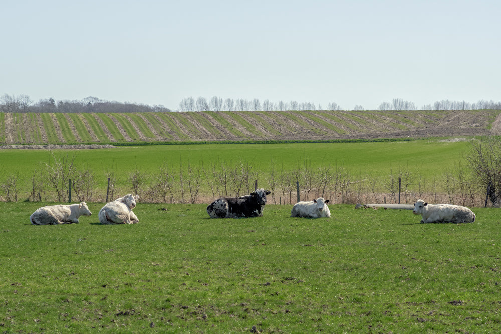 What Does "Hormone-Free" Beef Actually Mean in Australia — and Is It Legally Protected?
