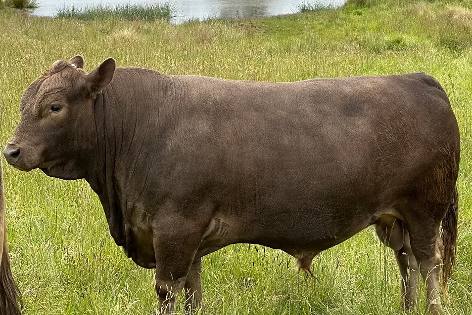 Tom Tom the smaller-frame bull at Your Farmer — better grass-fed beef from compact, pasture-suited cattle