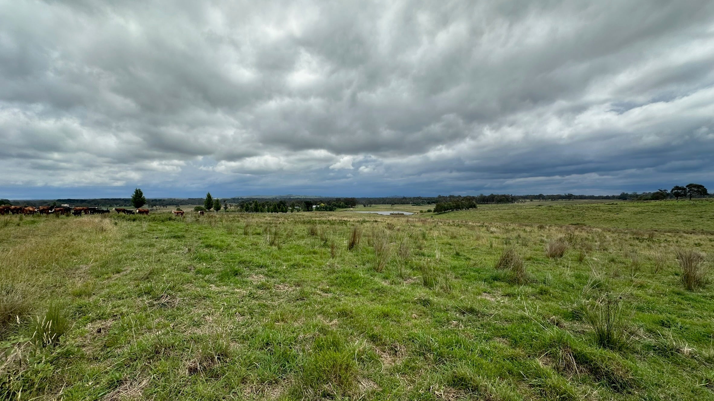 How Soil Health Shapes the Flavour and Nutrition of Grass-Fed Lamb