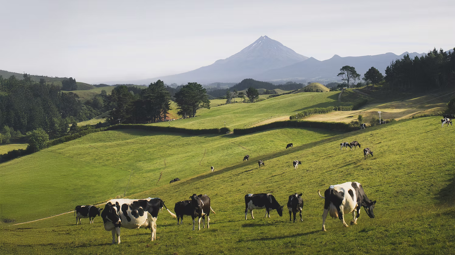 Grass-fed beef for Sydney families — Your Farmer paddock-to-plate ecological farming, NSW & ACT