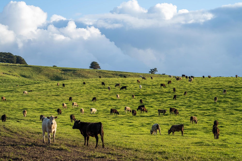 Grass-fed meat from a paddock-to-plate subscription — Your Farmer ecological beef and lamb, NSW & ACT delivery