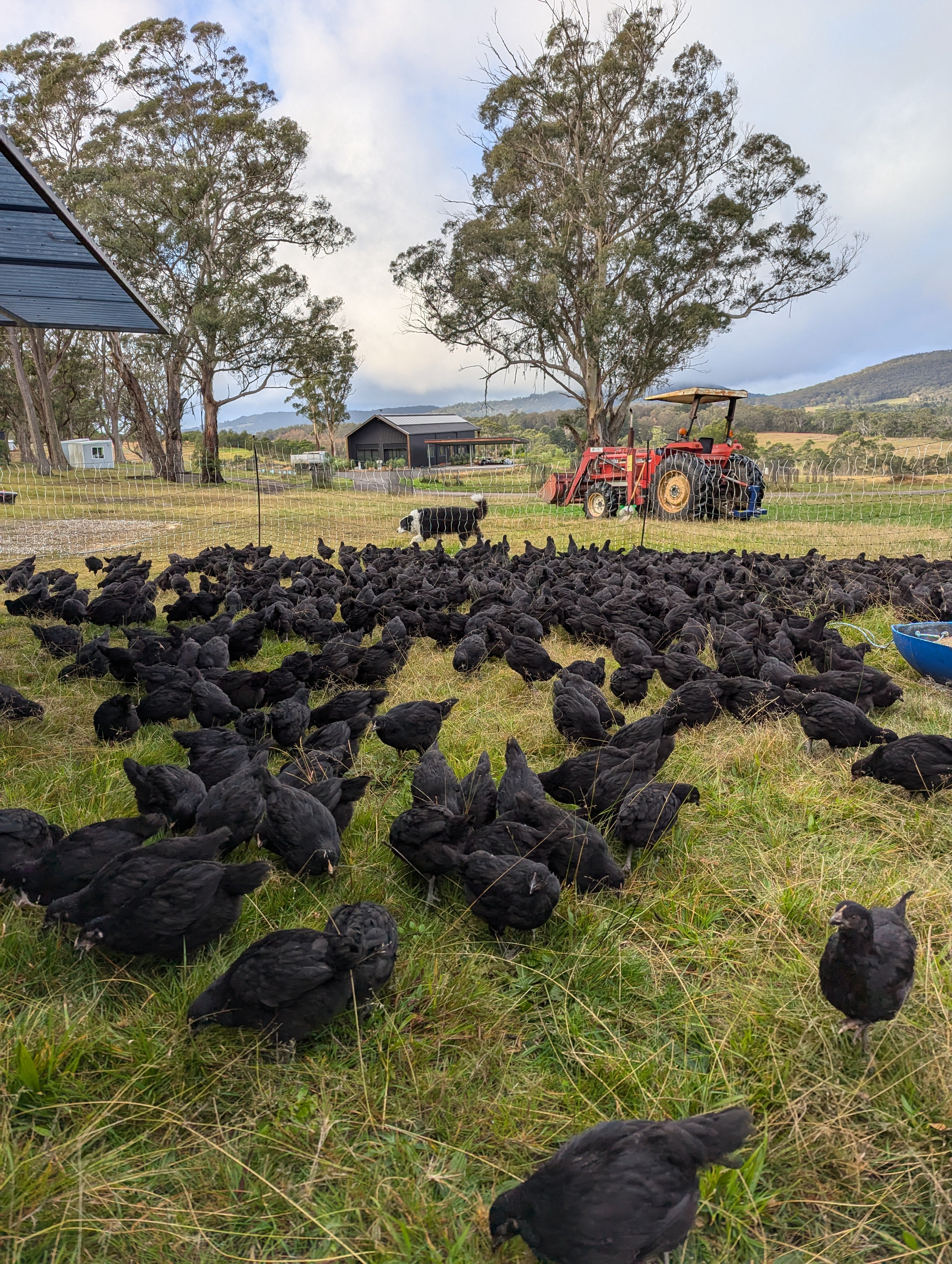Pasture raised eggs — laying hens free-ranging across regenerative NSW farmland, Your Farmer Certified producer