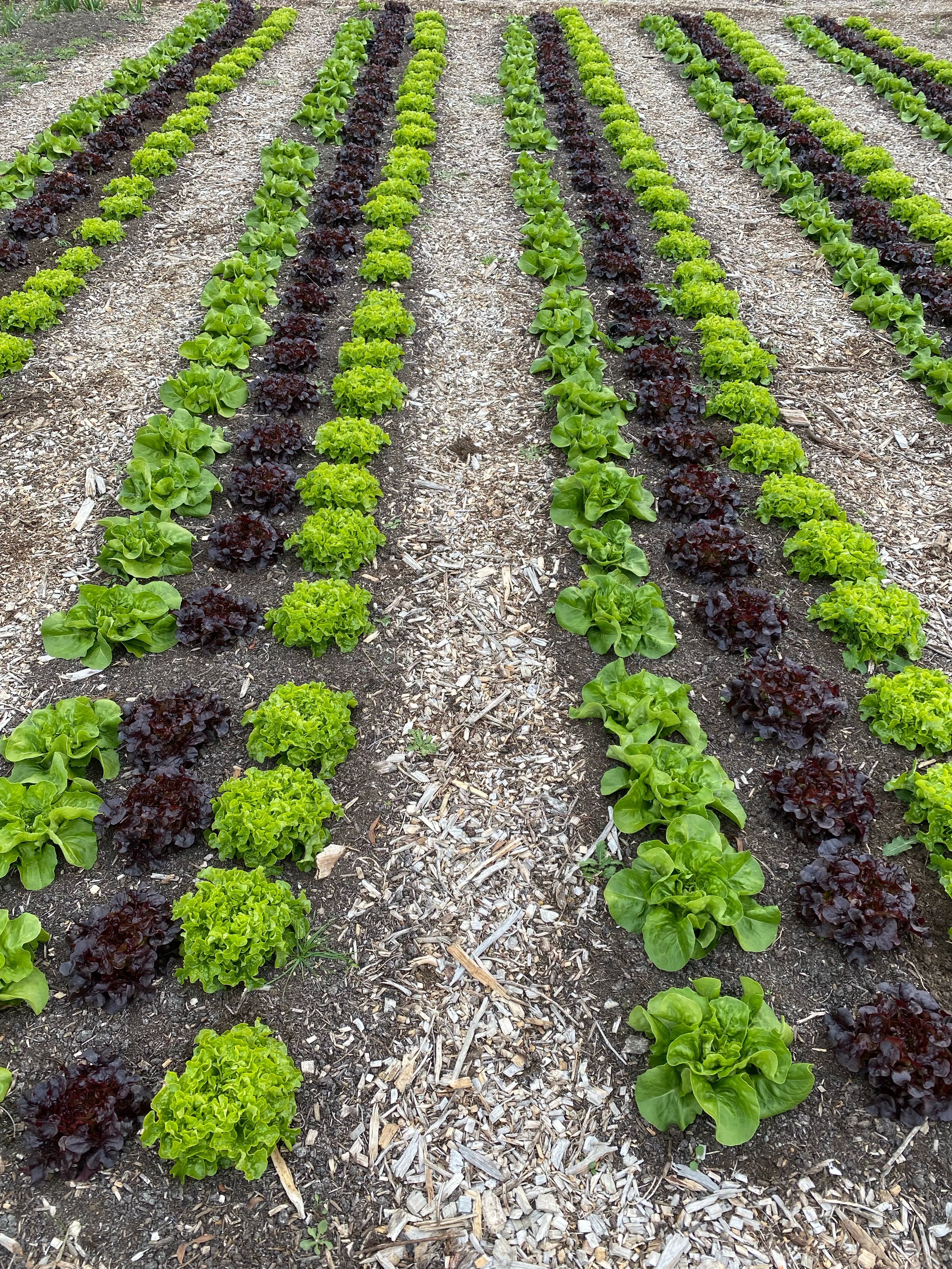 Eco-grown leafy vegetables at a Your Farmer partner farm — paddock-to-plate fruit and veg delivery across NSW