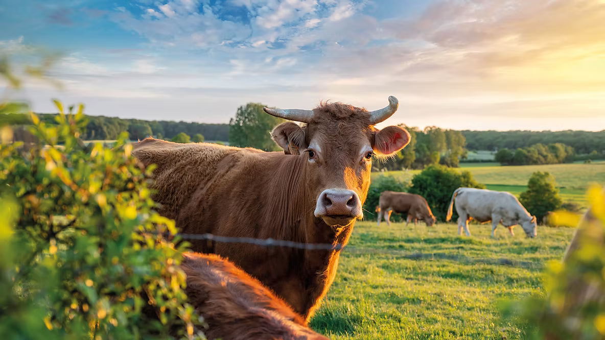 Ecological farming for healthier food — Your Farmer paddock-to-plate beef, lamb, eggs and produce, NSW & ACT