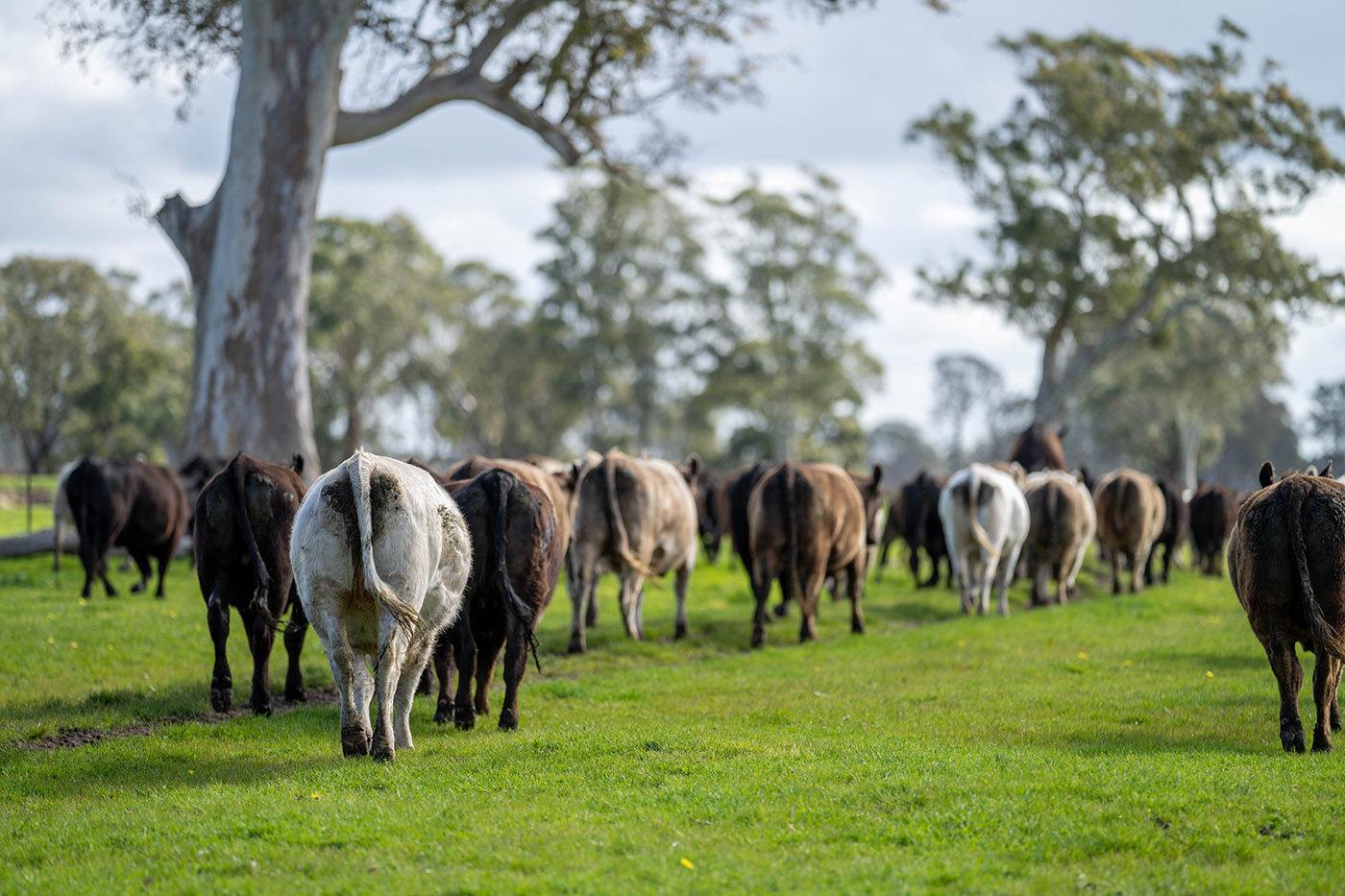 NSW grass-fed cattle raised on regenerative pastures — Your Farmer paddock-to-plate transparency