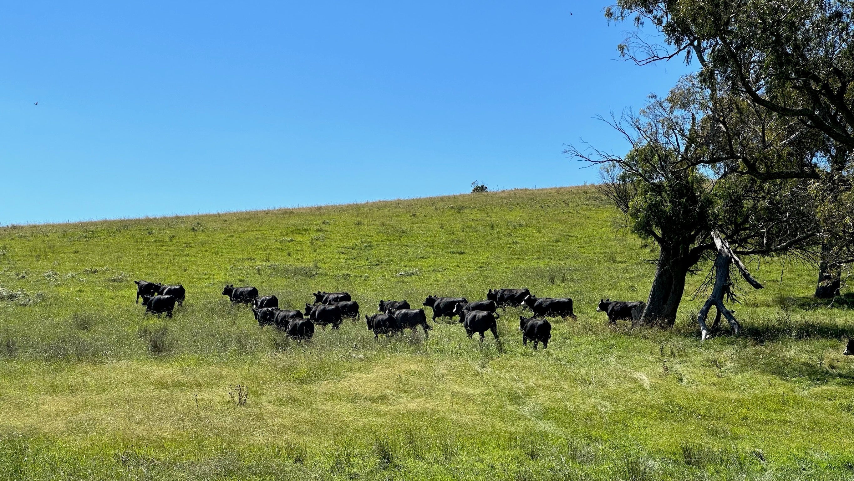 What Is Bovaer and Why Are Sydney Families Choosing Bovaer-Free Beef?