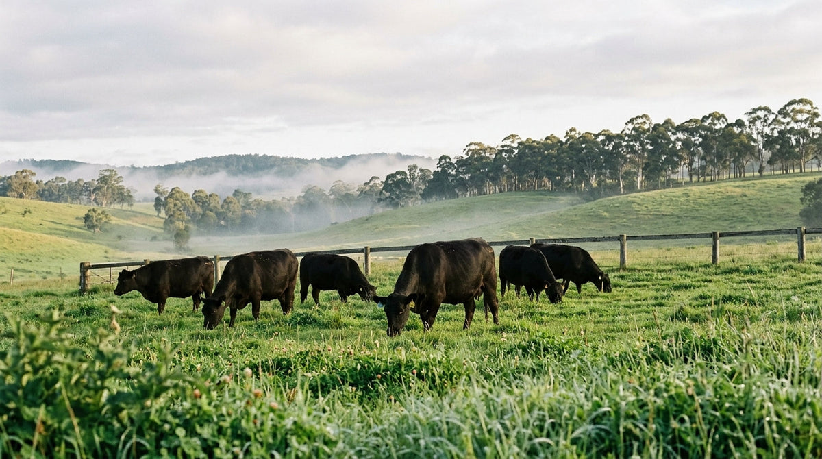 Black Angus cattle grazing green unsprayed pasture at dawn in the Southern Highlands NSW, with gum trees and valley mist behind a timber fence