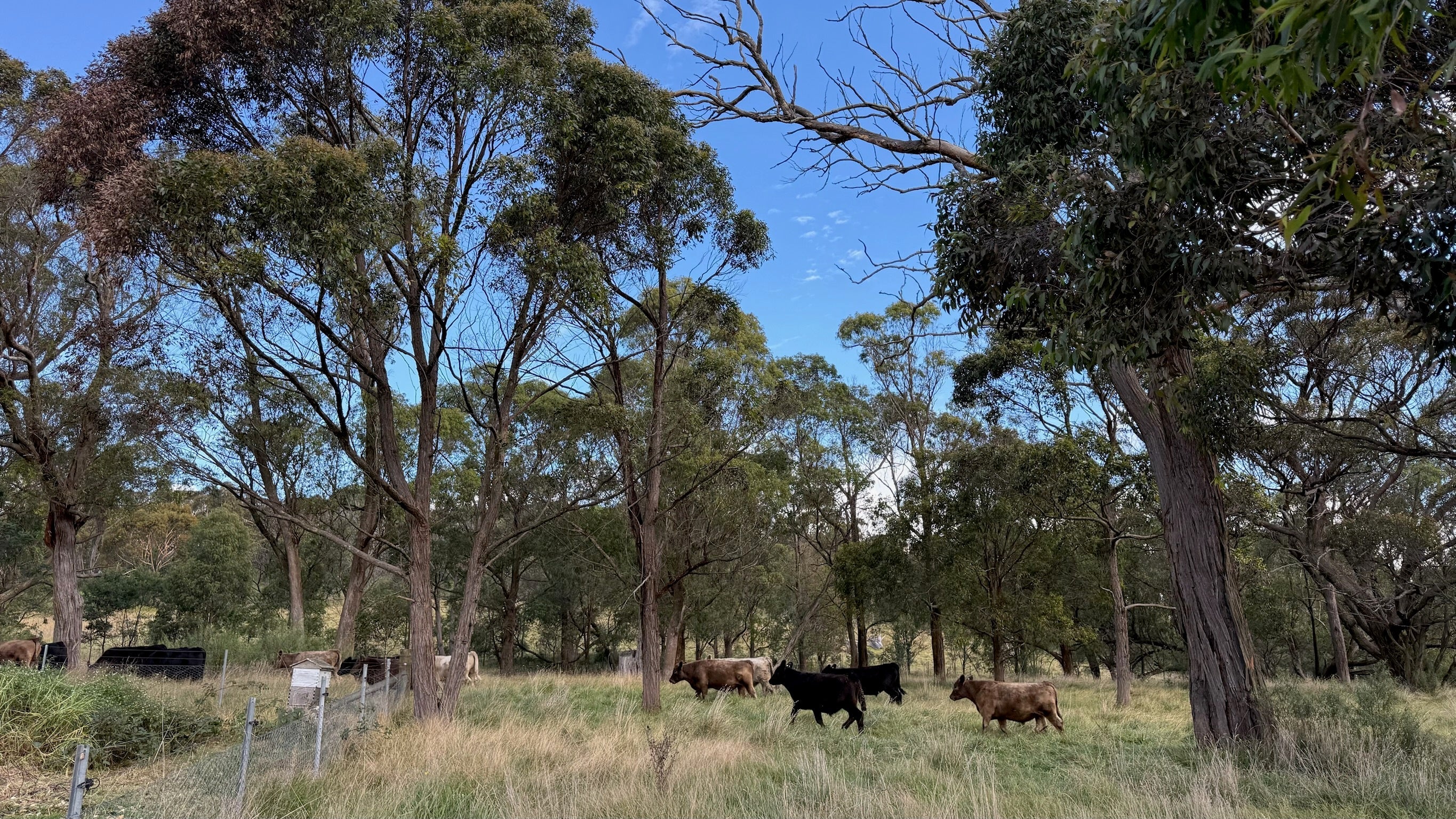 Grass-Fed Southern Highlands Beef vs Grain-Finished Supermarket Beef: What's Actually Different?