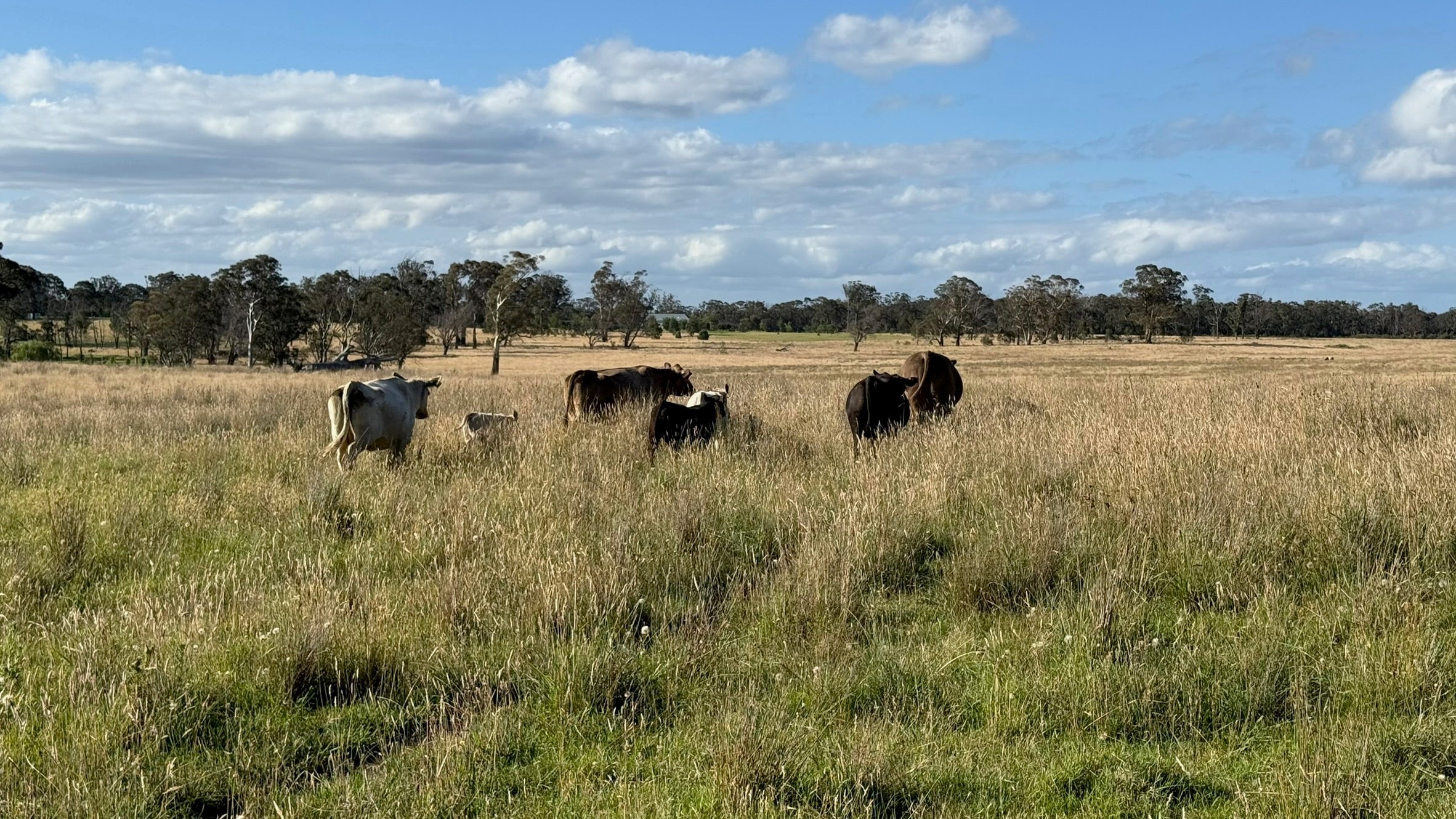 Farm Fresh Meat from the Southern Highlands: What Dural and Hills District Families Need to Know