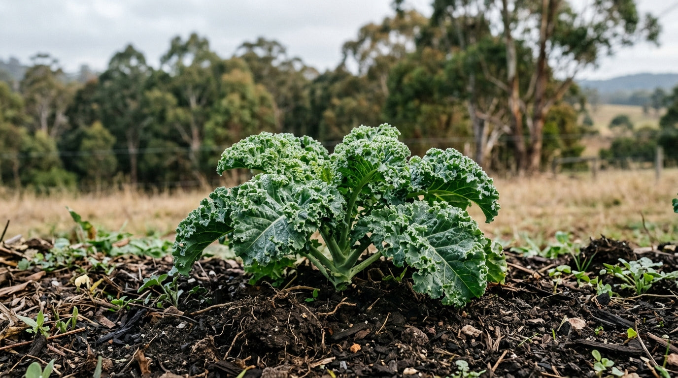 Close-up of a vigorous, unblemished kale plant growing in dark living soil on a Southern Highlands NSW farm, soft morning light, eucalyptus gum trees behind.