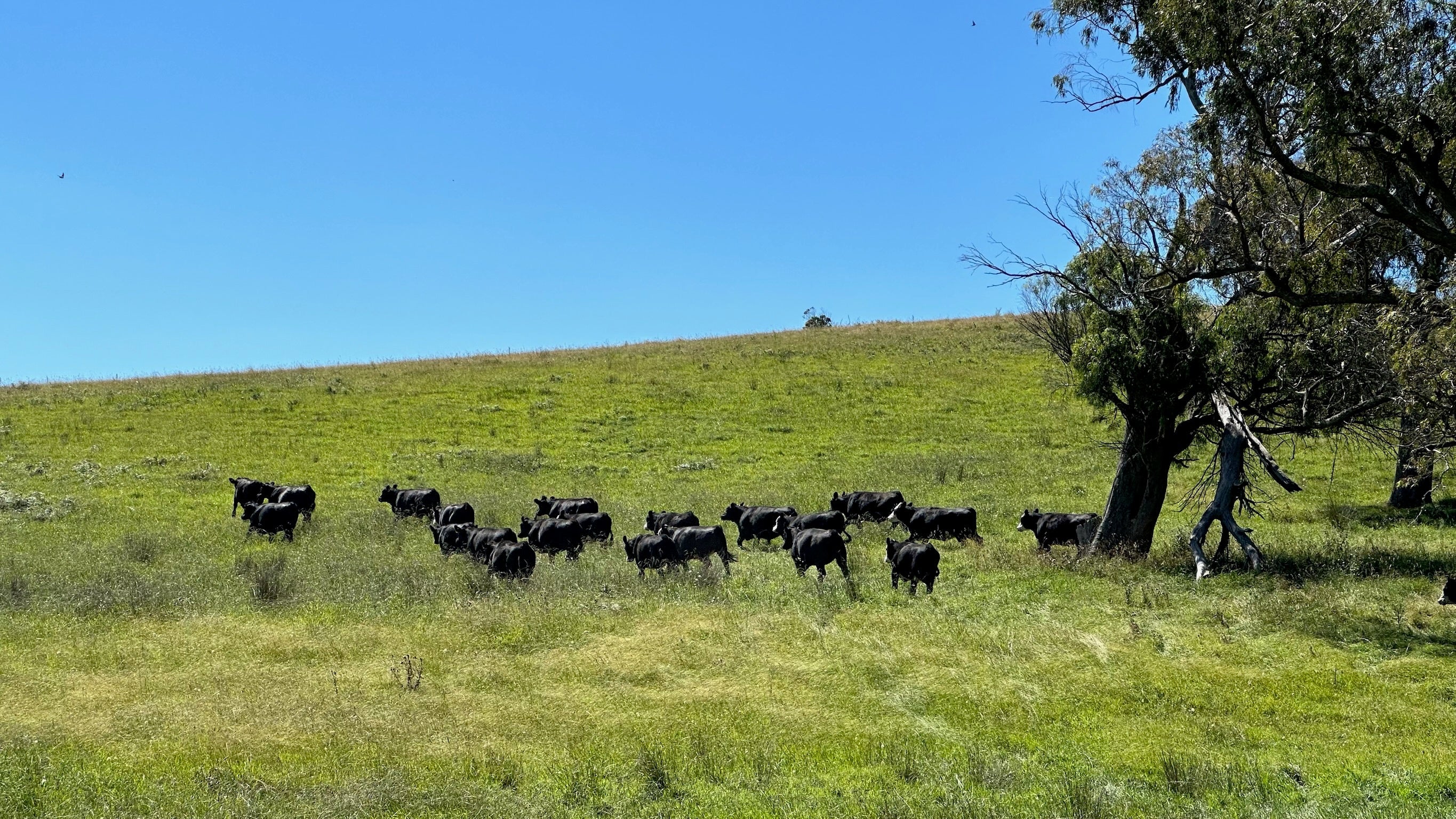 Environmental Benefits of a CSA Meat Box: What the Evidence Says