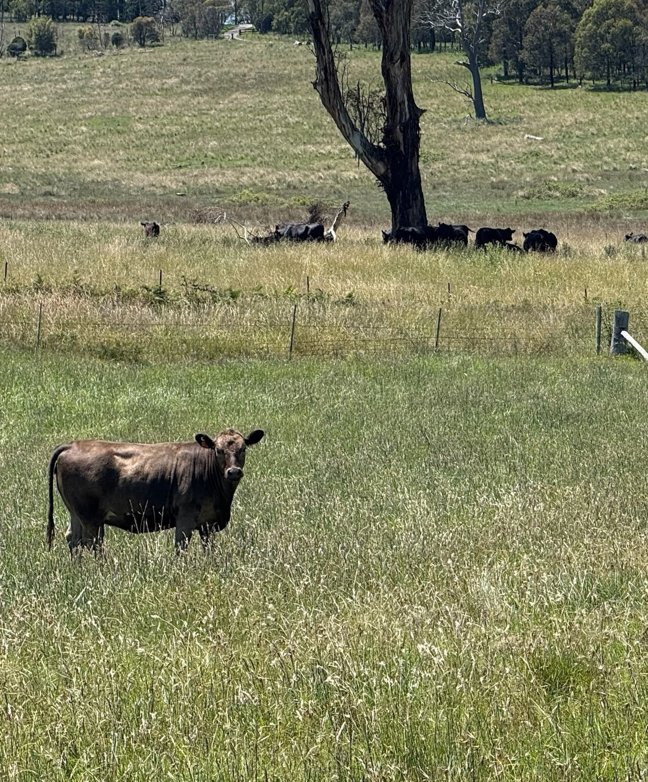 Grass-fed cow in long pasture at Your Farmer's High Range farm — regenerative agriculture and ecological farming, NSW Southern Highlands