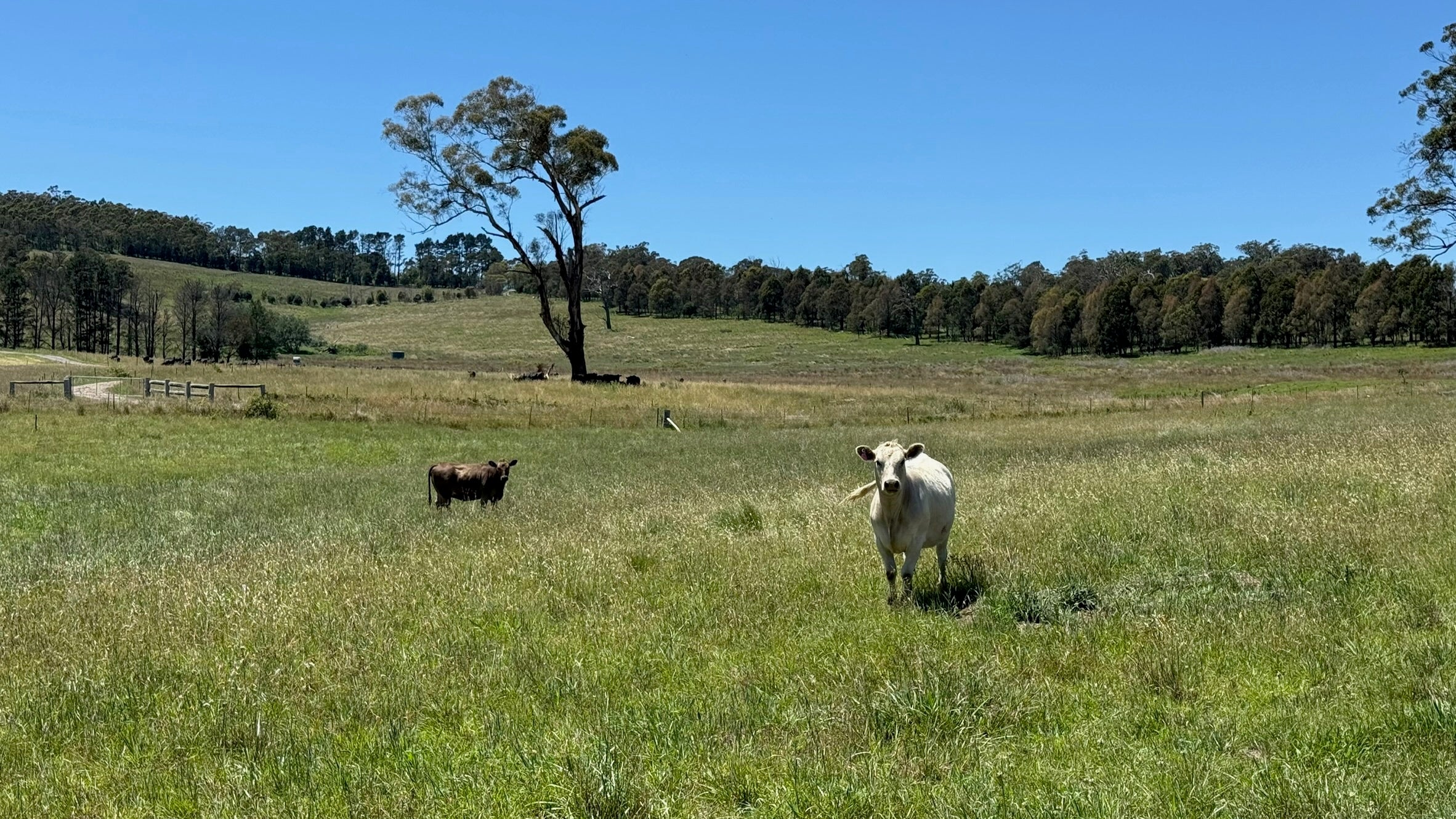 Your Farmer's regenerative farm in the NSW Southern Highlands — ecological agriculture and grass-fed livestock