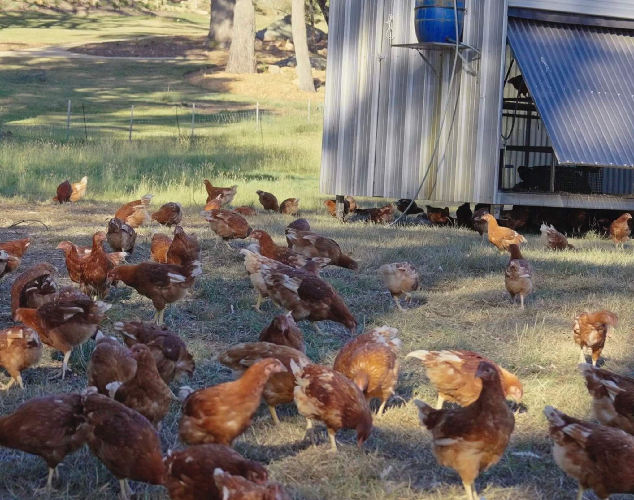 Pasture raised chickens at Ecolibrium — Your Farmer's NSW egg producer, paddock-to-plate eggs delivered