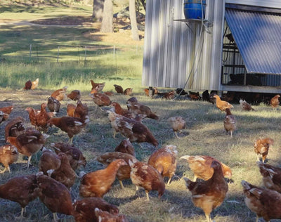 Pasture raised chickens at Ecolibrium — Your Farmer's NSW egg producer, paddock-to-plate eggs delivered