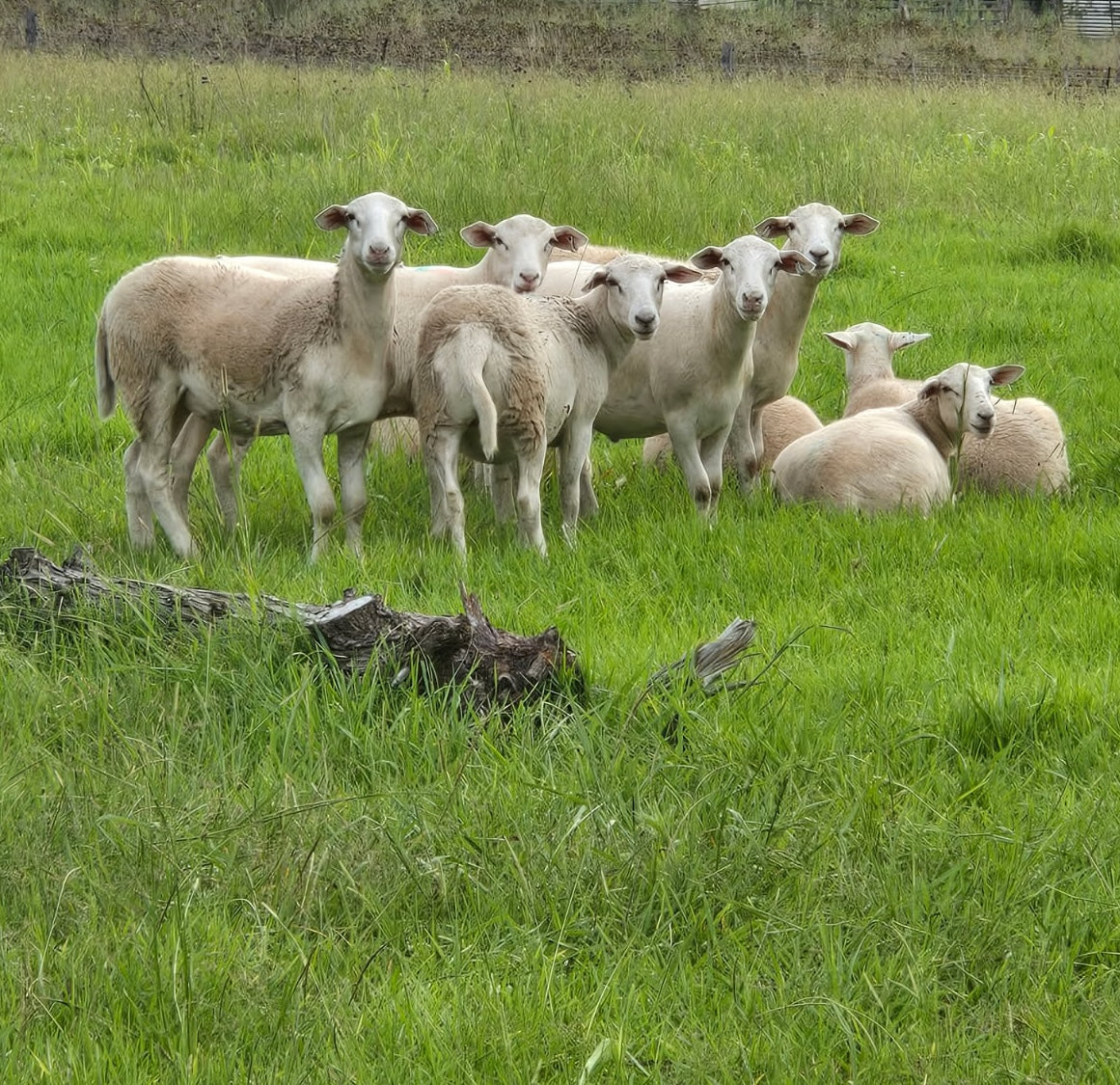 Pastured lambs at Kipdale Farm — Your Farmer's named NSW grass-fed lamb producer, paddock-to-plate
