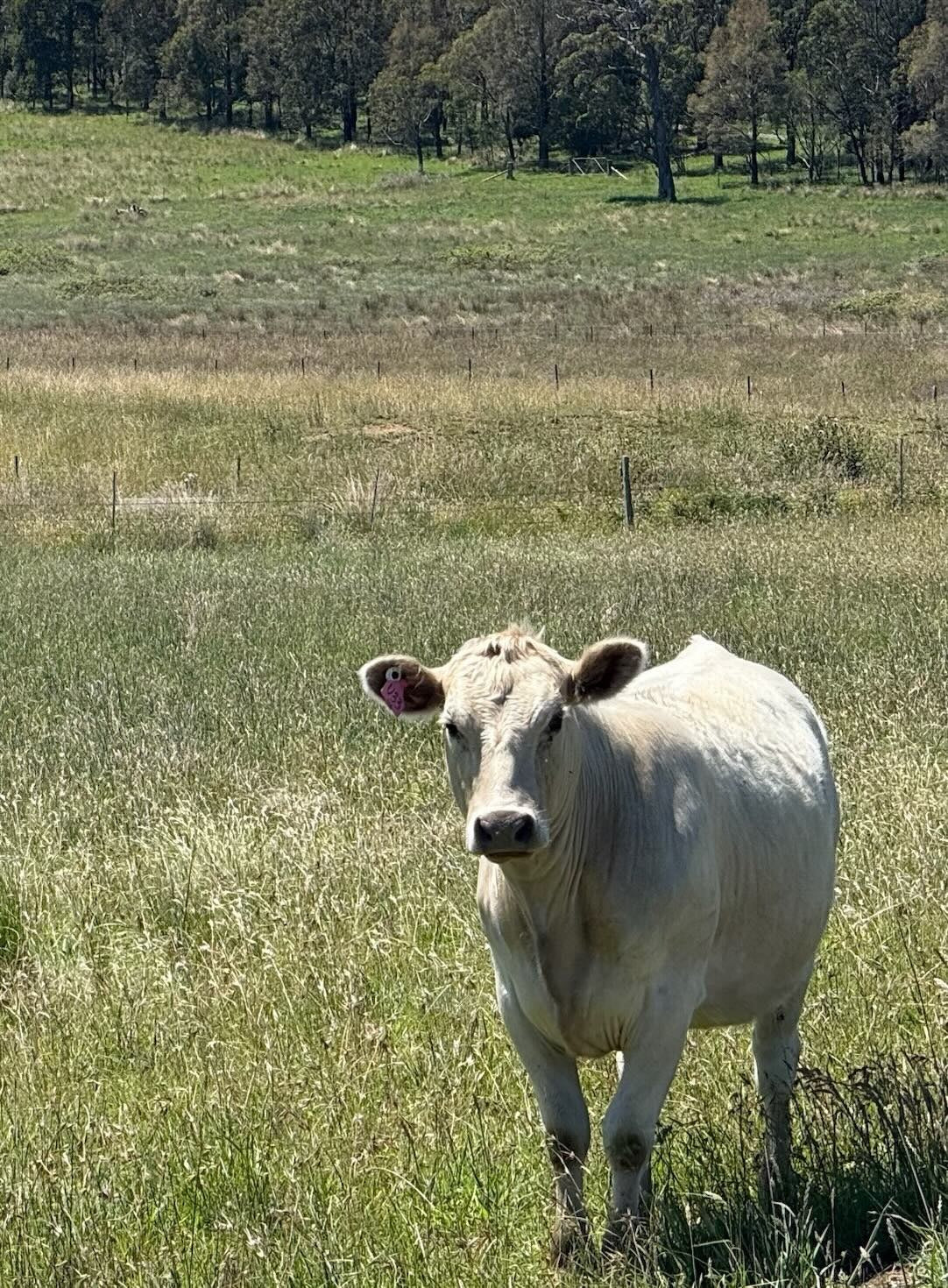Grass-fed cow on regenerative NSW pasture — Your Farmer paddock-to-plate beef, ecological agriculture since 2011