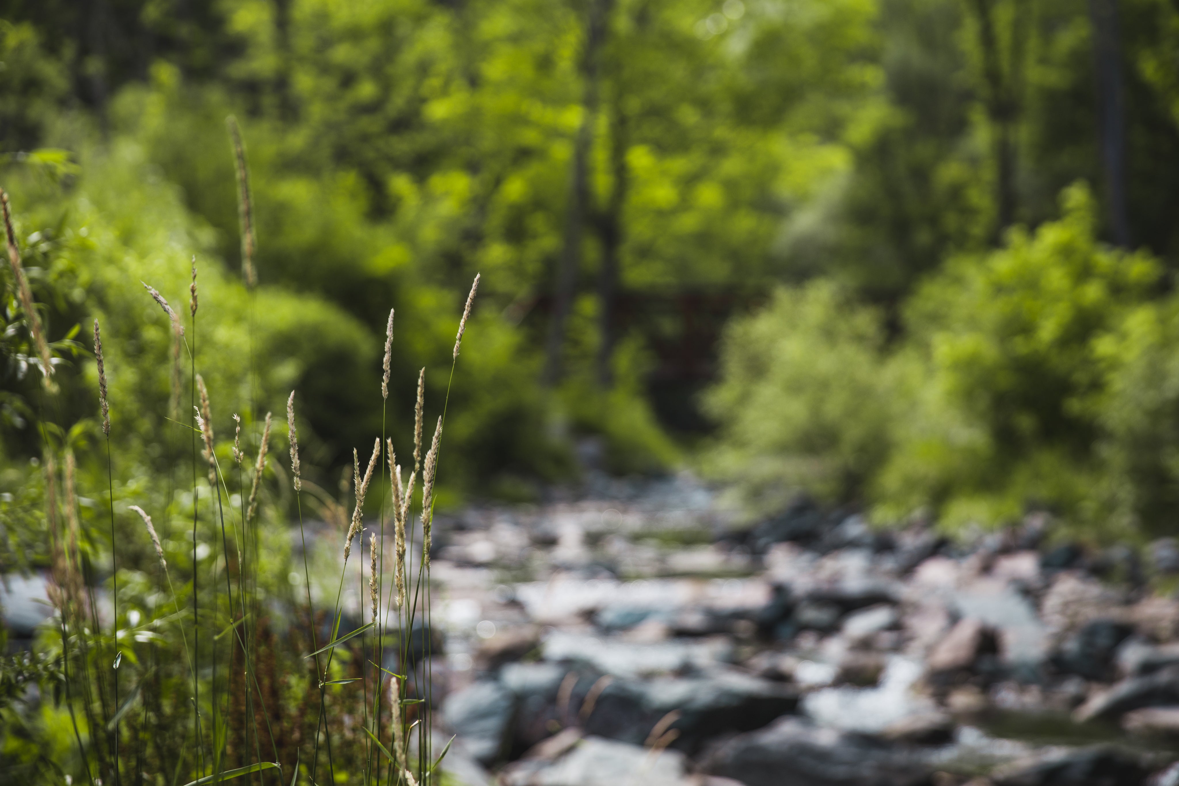 Healthy native grasses by a creek on Your Farmer's regenerative NSW farmland — landscape water management and ecological farming