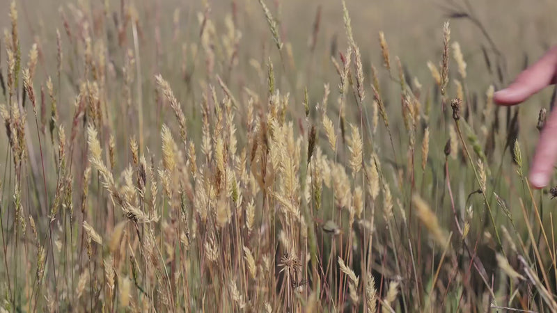 Your Farmer's soil, livestock and regenerative pasture — the foundation of ecological farming and grass-fed meat