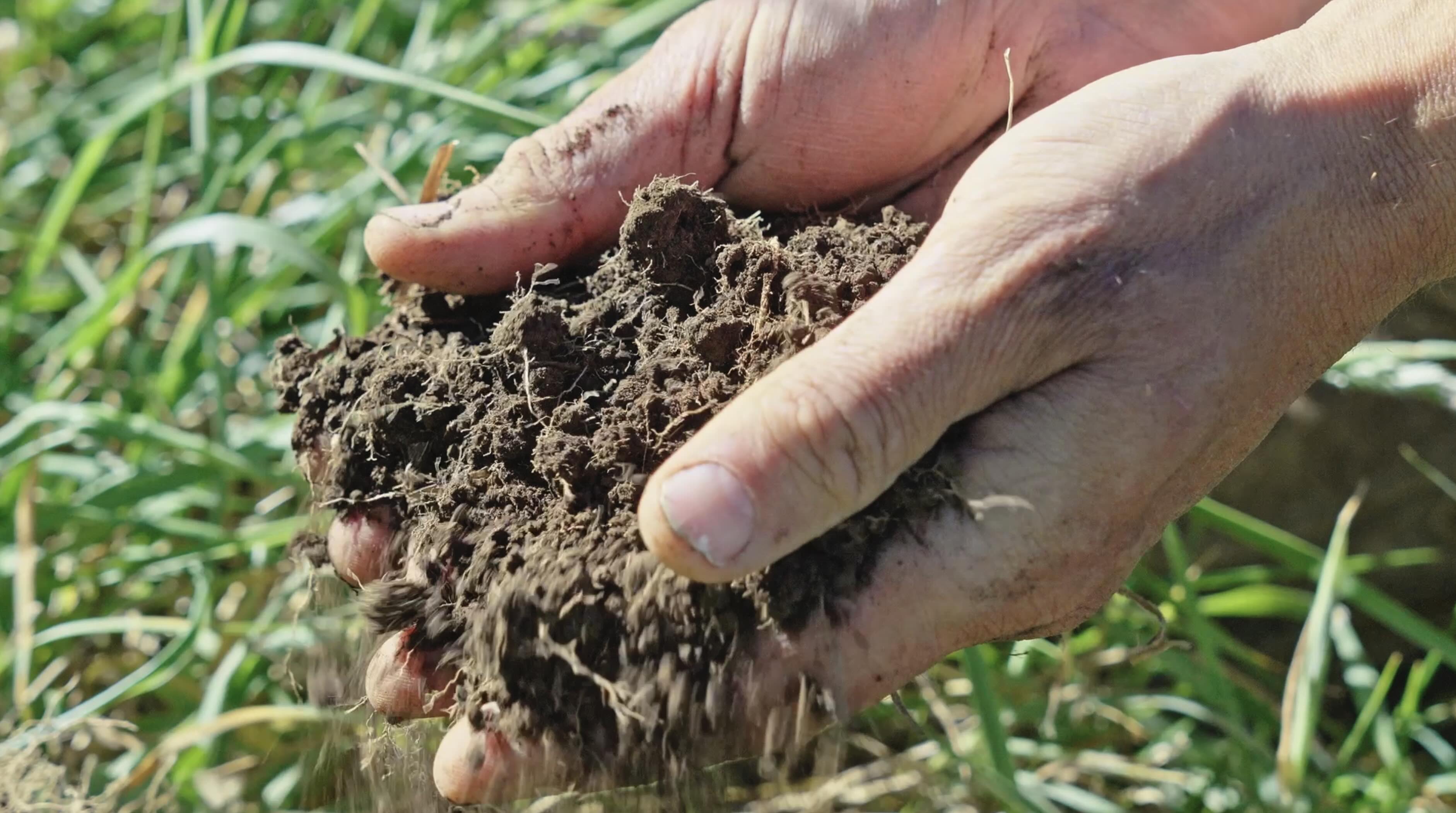 Hands holding living soil — Your Farmer's foundation: soil biology, regenerative pasture and ecological farming in NSW