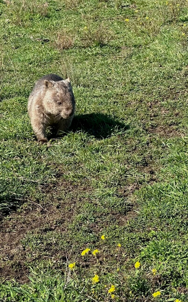 Wombat thriving on Your Farmer's regenerative pasture — biodiversity and habitat restoration on ecological NSW farmland